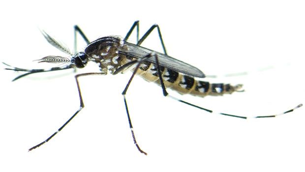 Promo lotta zanzare